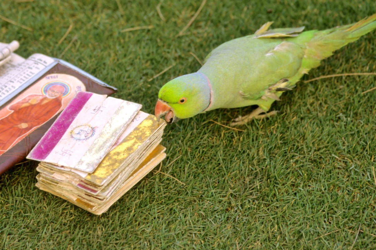 parrot astrology cards